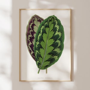 Botanical Leaf Print: Calathea Veitchiana (Giclée Art Print of Vintage Plant Illustration) Wall Art / Home Decor, available Framed