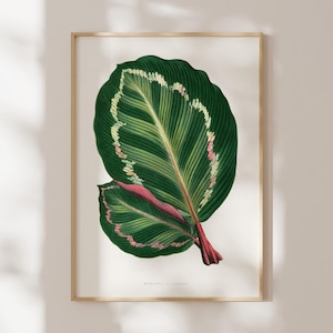 Botanical Leaf Print: Green Mantara Illustris (Giclée Art Print of Vintage Plant Illustration) Wall Art / Home Decor, available Framed
