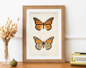 Monarch Butterfly (Vintage Illustration from Moths & Butterflies of the United States) Hi Res Giclée Art Print, also available Framed