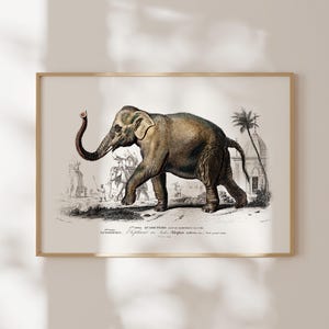 Stampa animale vintage: elefante asiatico di Charles D'Orbigny (stampa artistica giclée di arte animale) Arte murale africana / Decorazione per la casa disponibile con cornice