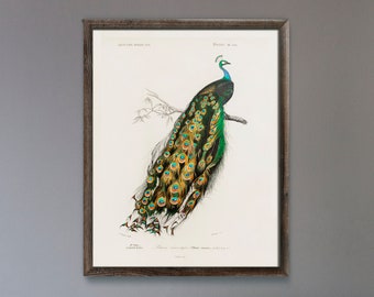 Indischer Pfau (Tierillustration für Charles Dessalines D'Orbigny's 'Dictionnaire Universel D'histoire Naturelle') Kunstdruck oder gerahmt