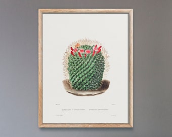 Pincushion Cactus (Botanical Lithograph for French Botanist Charles Antoine Lemaire) A4 A3 A2 Hi-Res Giclée Art Print, also available Framed