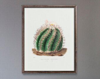 Turk's Head Cactus (Botanical Lithograph for French Botanist Charles Antoine Lemaire) A4 A3 A2 Giclée Art Print, also available Framed