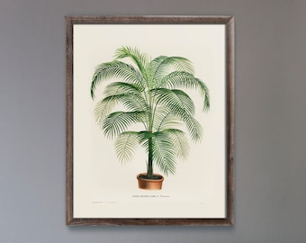 Cocos Weddelliana (Botanical Lithograph for French Botanist Charles Antoine Lemaire) A4 A3 A2 Giclée Art Print, also available Framed