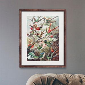 Ernst Haeckel Print: Hummingbirds (Premium Giclée Art Print of Botanical / Animal Illustration) Bird Wall Art / Home Decor available Framed