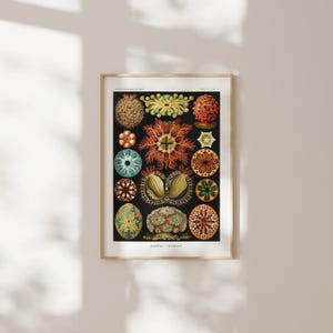 May include: A framed scientific print featuring a black background with various colorful illustrations of sea anemones and marine organisms. The artwork displays intricate, detailed patterns in shades of red, yellow, blue, and green, with the text Actiniae - Anthozoa printed at the bottom.