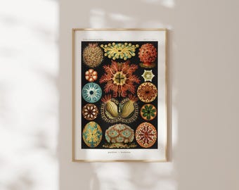 May include: A framed scientific print featuring a black background with various colorful illustrations of sea anemones and marine organisms. The artwork displays intricate, detailed patterns in shades of red, yellow, blue, and green, with the text Actiniae - Anthozoa printed at the bottom.