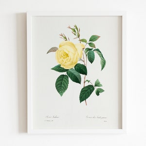 May include: A vintage botanical illustration of a yellow rose with green leaves. The image is titled "Rosa odorata" and "Rose odorata, double pale yellow".