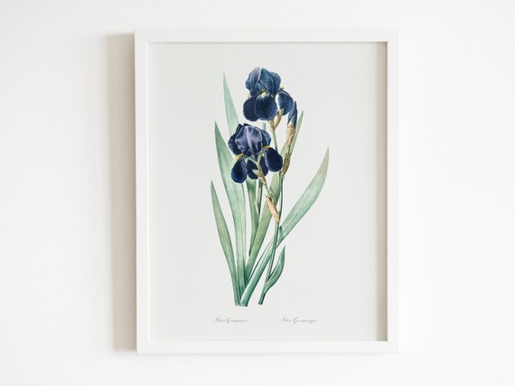 ピエール＝ジョゼフ・ルドゥーテ作「ドイツのアイリス」（花の