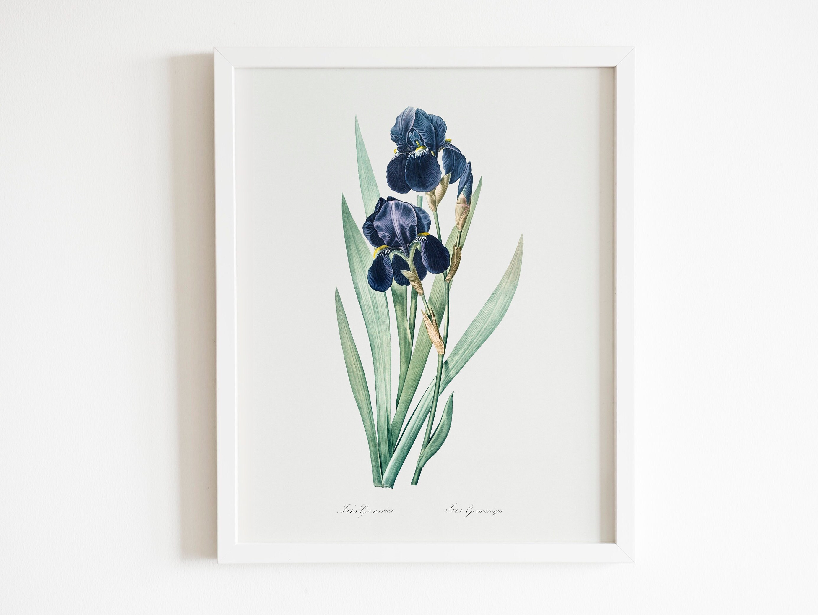 ピエール＝ジョゼフ・ルドゥーテ作「ドイツのアイリス」（花の