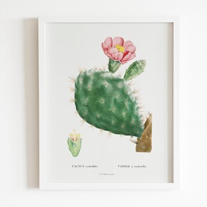 Cactus Cochenillifer von Pierre-Joseph Redouté (Raphael of Flowers) Premium Giclee Blumenkunstdruck, auch gerahmt erhältlich