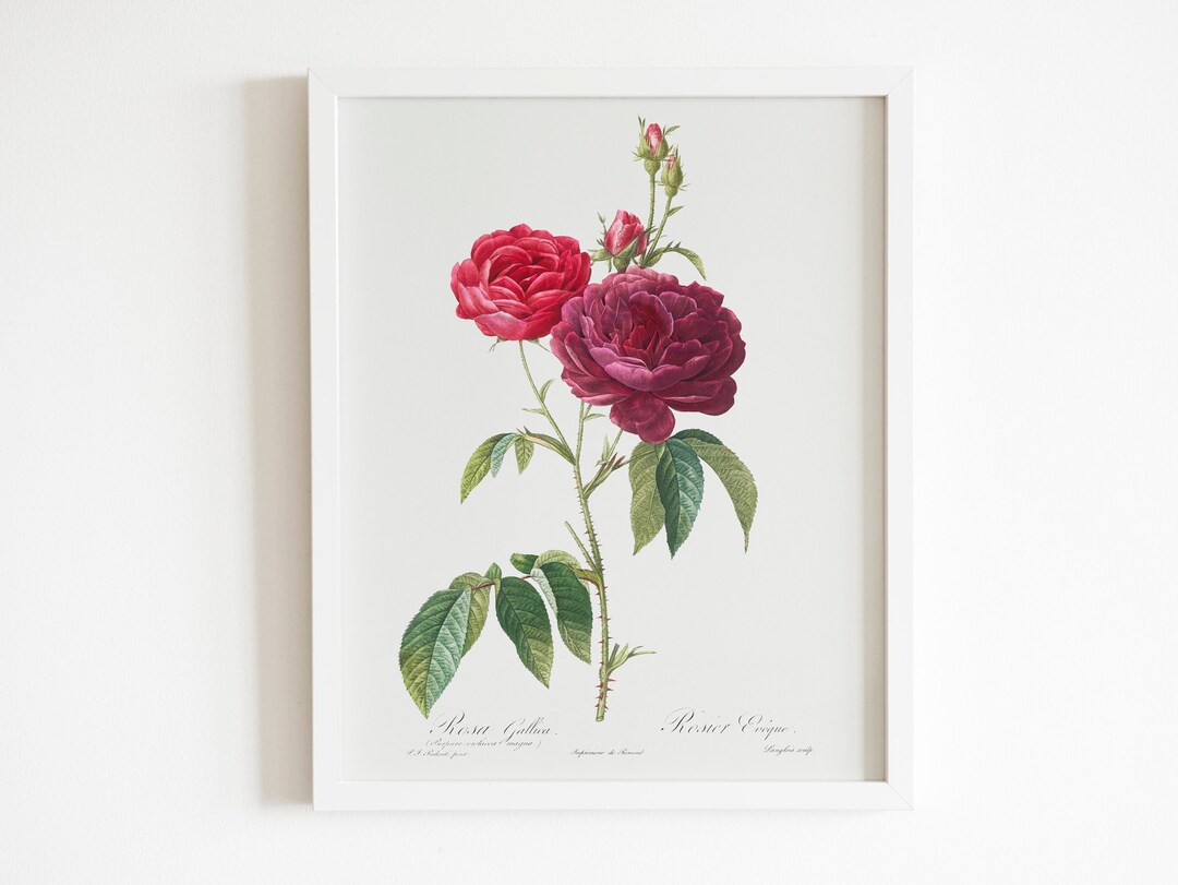 Roses By Raphael Purple French Rose by Pierre-joseph Redouté (raphael of Flowers ...