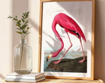 Vintage Bird Print: Pink Flamingo by John James Audubon (Birds Of America Giclée Art Print) Animal Wall Art / Home Decor available framed