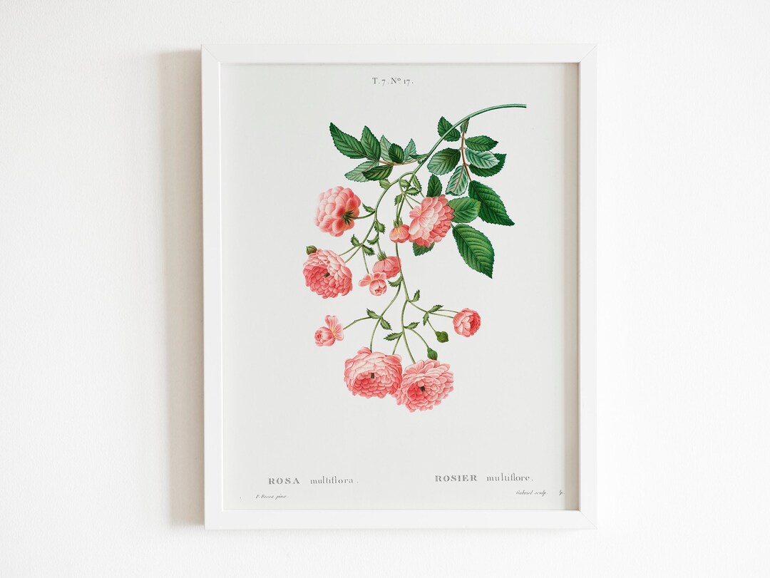 Roses By Raphael Rambler Rose by Pierre-joseph Redouté (raphael of Flowers) Premium ...
