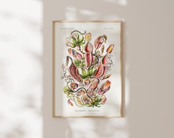 Op de afbeelding: Een ingelijste botanische print met een gedetailleerde illustratie van Nepenthes bekerplanten in rode, groene en gele tinten. Het kunstwerk toont meerdere hangende bekerstructuren en rankende planten op een crèmekleurige achtergrond met tekst.