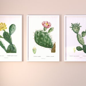 3er-Set Kakteen von Pierre-Joseph Redouté (Raphael of Flowers) Premium Giclee Cactus Plant Art Prints, auch gerahmt erhältlich