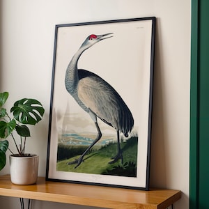 Impresión de pájaro vintage: Grulla anudada de John James Audubon (impresión artística giclée de Aves de América). Arte mural animal/decoración del hogar disponible enmarcado.