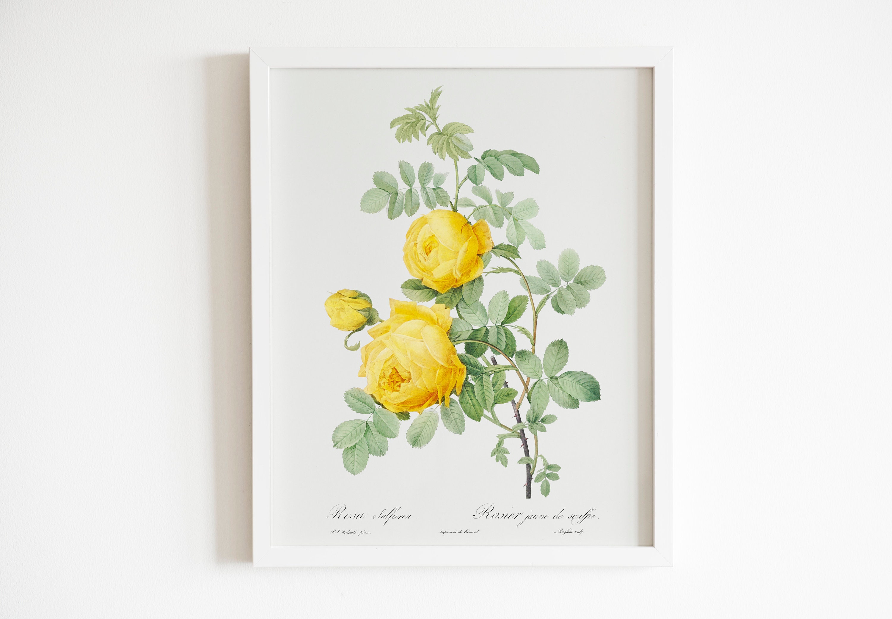 Rosa Hemisphaerica (sulphur Rose) by Pierre-joseph Redouté (raphael of ...