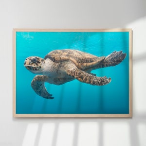 May include: A framed print featuring a sea turtle swimming in turquoise water. The turtle has a mottled brown and tan shell and is captured mid-stroke, with its flippers extended. The background shows sunlight filtering through the water.