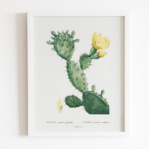 Aloe Opuntia Polyanthos Kaktus von Pierre-Joseph Redouté (Raphael von Blumen) Premium Giclee Blumenkunstdruck, auch gerahmt erhältlich