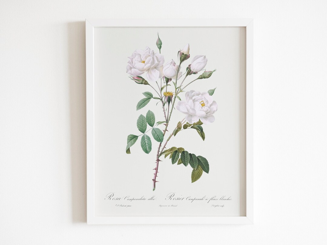 Roses By Raphael Rosa Campanulata Alba by Pierre-joseph Redouté (raphael of Flowers ...
