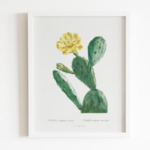 Cactus Opuntia Inermis von Pierre-Joseph Redouté (Raphael von Blumen) Premium Giclee Blumenkunstdruck, auch gerahmt erhältlich