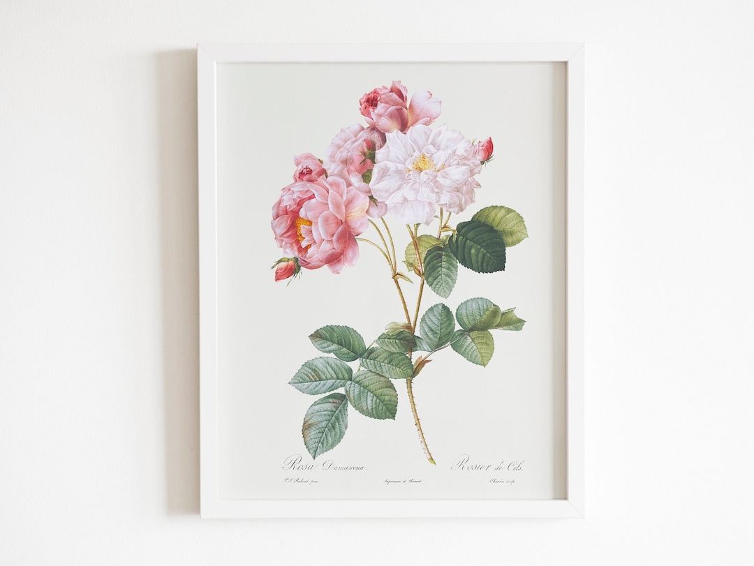 Roses By Raphael Rosa × Damascena (damask Rose) by Pierre-joseph Redouté (raphael of ...
