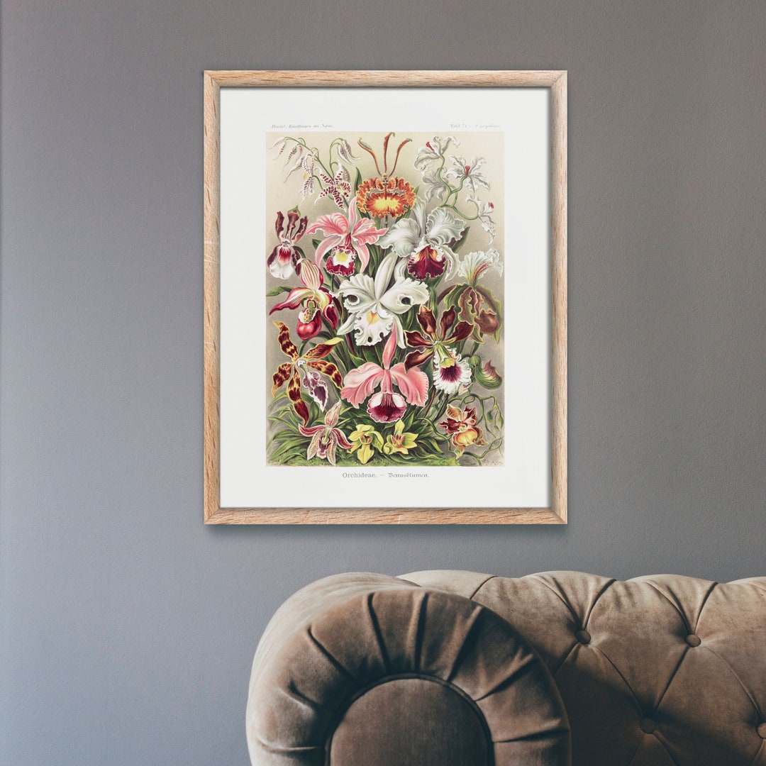 ERNST HAECKEL Orchids orchideaedenusblumen Botanical - Etsy UK