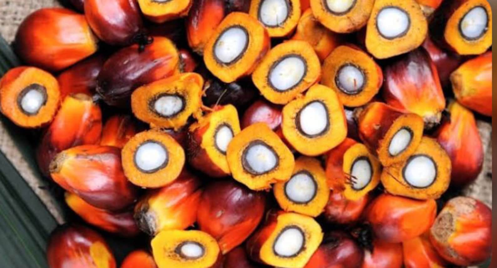 Nigerian Palm kernel seed/ palm nuts Etsy