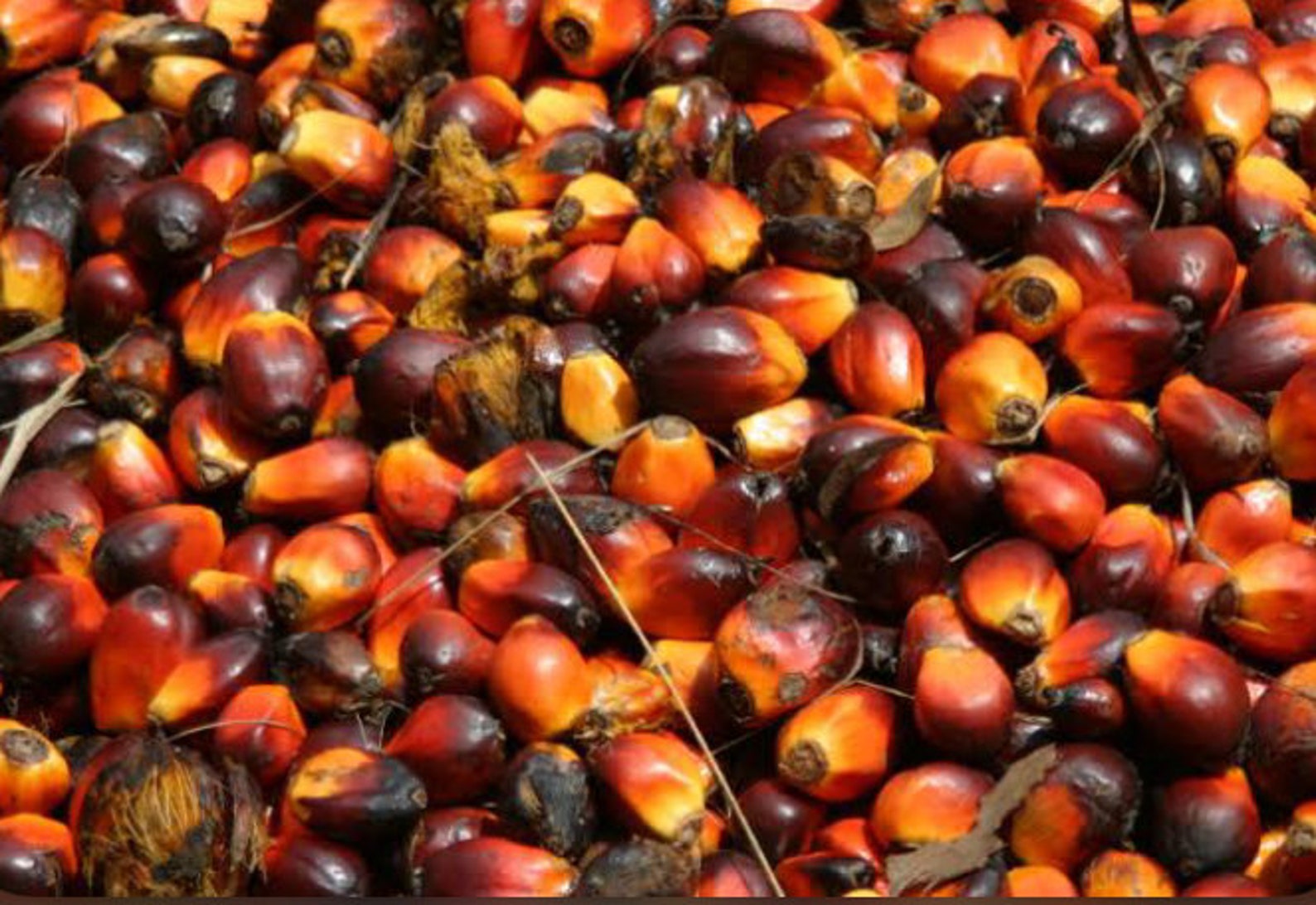 Nigerian Palm kernel seed/ palm nuts Etsy