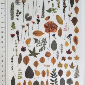 Frotter sur Transfert fleurs feuilles autocollants fleurs séchées feuilles Scrapbooking ordure Journal Carterie embellissements décorations transfert autocollant