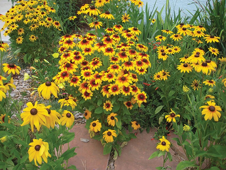 Potted Black Eyed Susan in Quart Size Pot Etsy