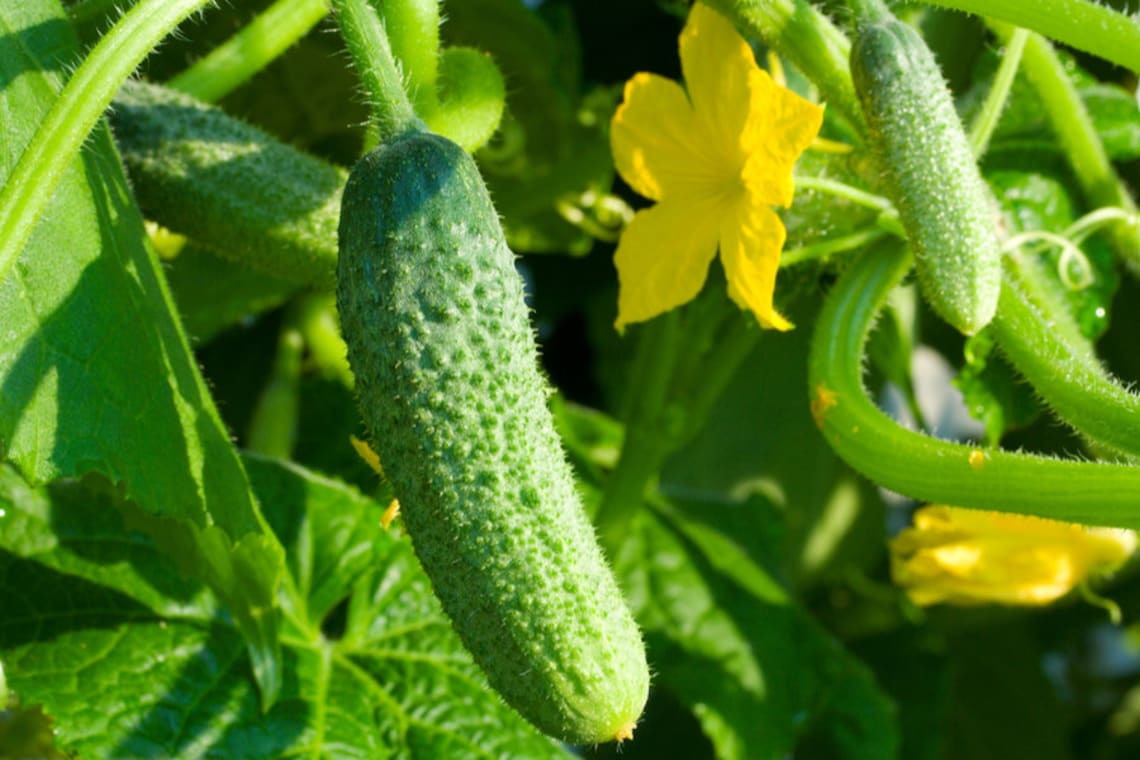 Pack of 20 Organic Cucumber Picklebush Seeds Etsy