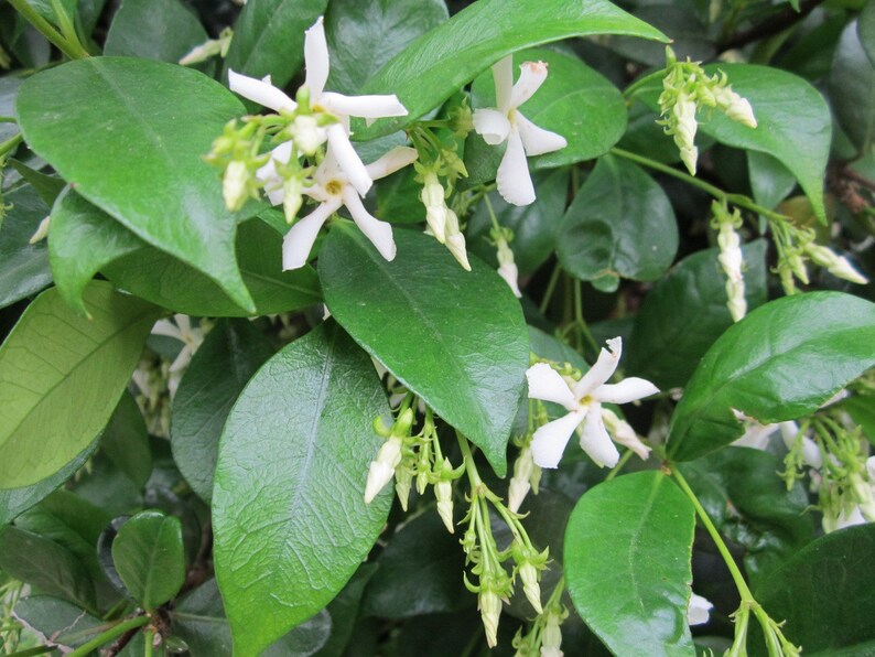 Highly fragrant Star Jasmine Vine Plant Confederate Jasmine Etsy