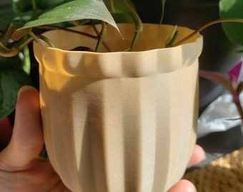 Mini Areca | 3" Planter
