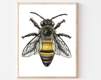 Apis mellifera, bee art, honeybee art, garden art, nature print, bee watercolor, nursery décor