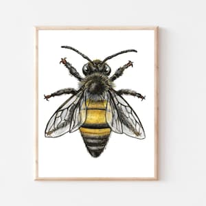 Apis mellifera, bee art, honeybee art, garden art, nature print, bee watercolor, nursery décor