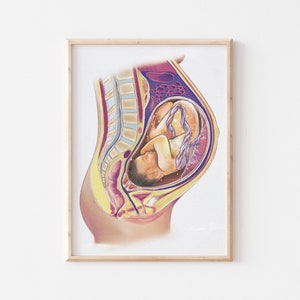 Ilustración médica del embarazo, embarazo a término, anatomía del embarazo, anatomía del feto, impresión artística de un feto de 40 semanas, arte del embarazo