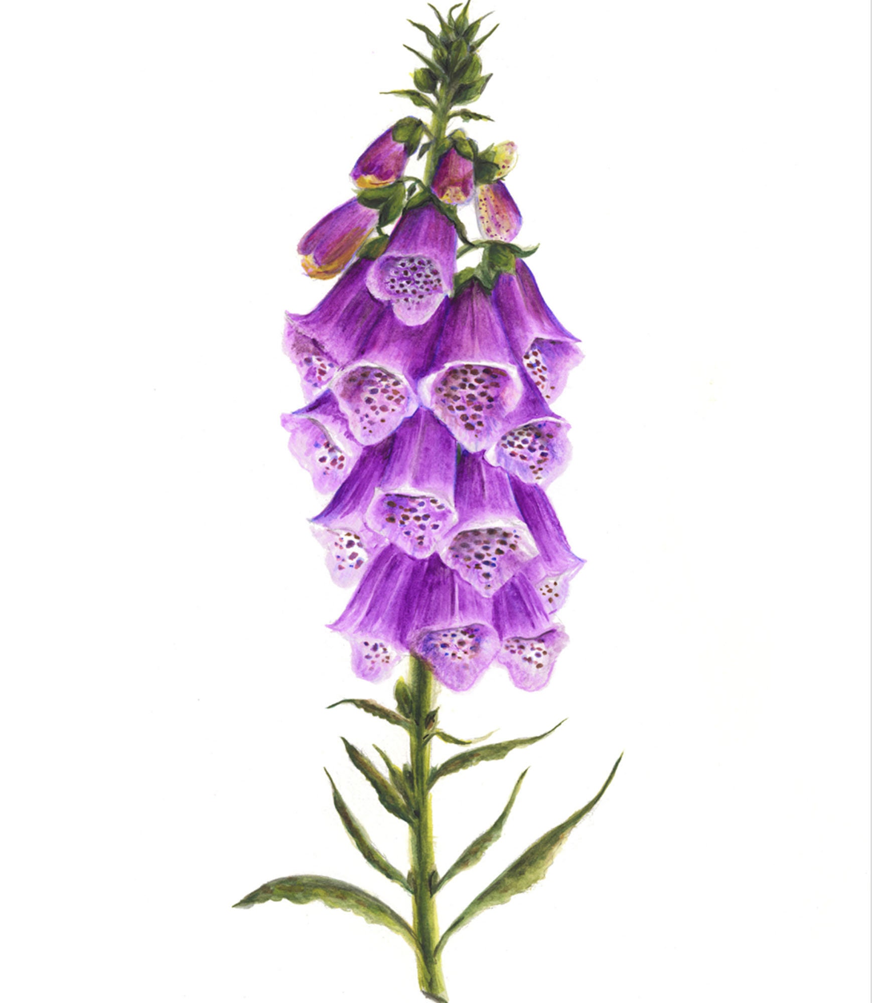 Foxglove flower on sale