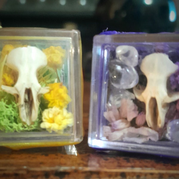 Rodent Skull Curio