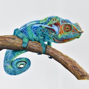 chameleon Print, chameleon Art, chameleon coloured Pencil Drawing
