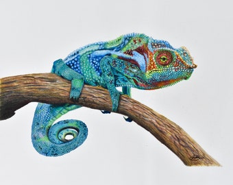 chameleon Print, chameleon Art, chameleon coloured Pencil Drawing