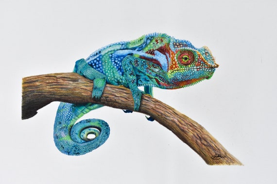 Chameleon Print Art Chameleon Pencil - Etsy