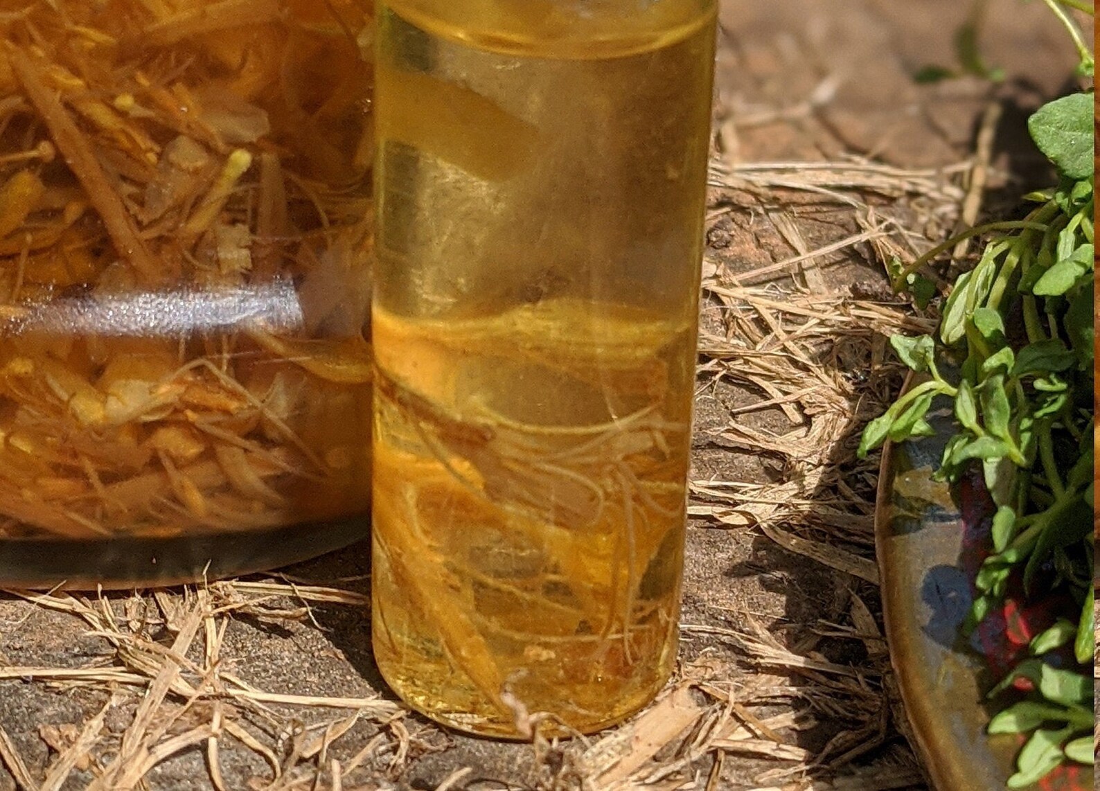 Infuso Di Finocchietto Fatto In Casa