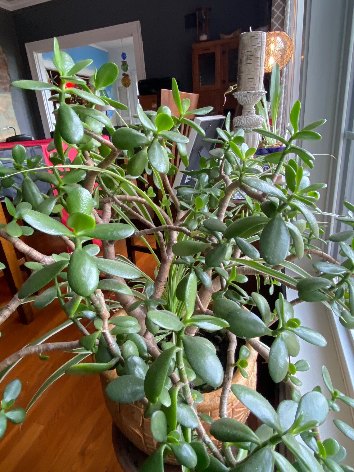 Crassula ovata Obliqua Live jade succulent start Etsy