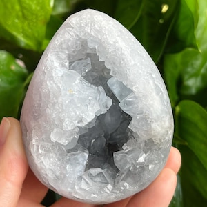 May include: A light blue celestite geode crystal egg. The geode has a hollow center filled with crystalline structures. The exterior is a pale blue-gray color, and the geode is held in a hand against a background of green leaves.