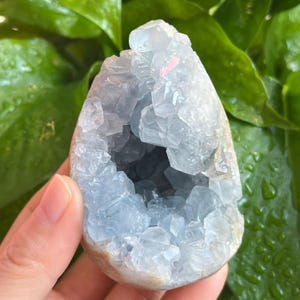 May include: A light blue celestite crystal geode. The crystal formation is a soft blue color with a rough, textured surface. The geode is held in a hand, with green foliage in the background.