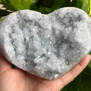 May include: A heart-shaped celestite geode, pale blue in color, is held in a hand. The geode's interior is filled with crystalline structures. The outer edge of the geode is a lighter shade of blue.