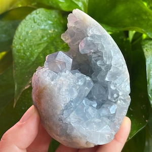 May include: A light blue celestite crystal cluster. The crystal has a geode-like appearance with a rough, textured exterior and a cavity filled with crystalline structures. The color is a soft, pale blue with hints of white and gray.