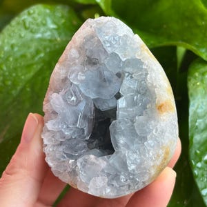 May include: A geode with a light blue crystal interior. The outer shell is a mix of white, tan, and light brown. The crystal formation is visible inside the geode, with a rough, textured appearance. The geode is held in a hand.